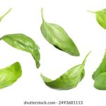 揭秘真钱博狗:如何在博狗平台上赢取丰厚奖金 mixp8z